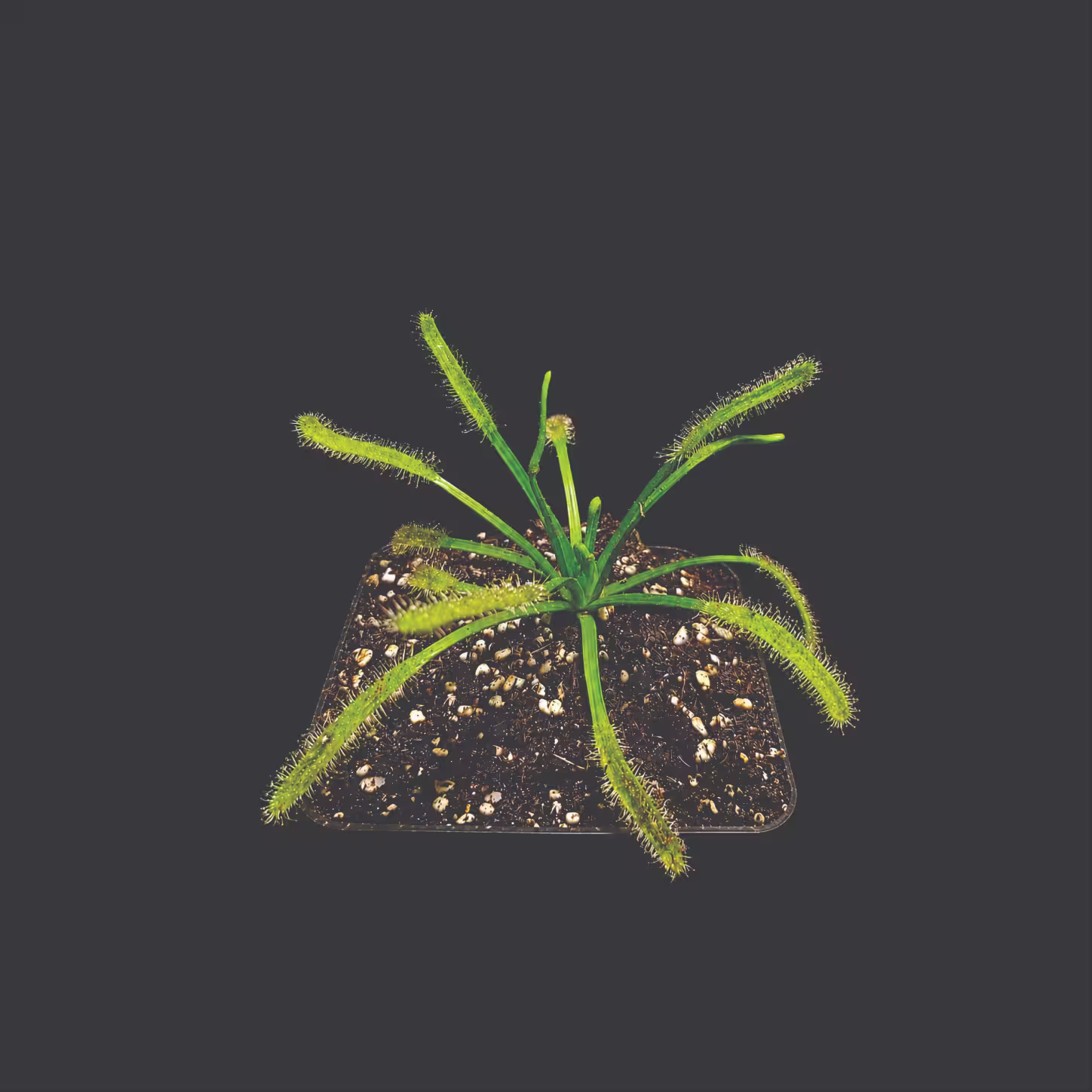 Drosera capensis alba